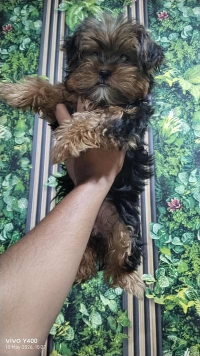Female puppy Shitzu for sale