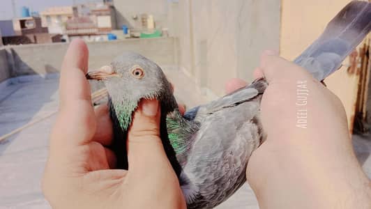 Pure Imamdin pair High Quality wala pair hy Urgent for sell hy