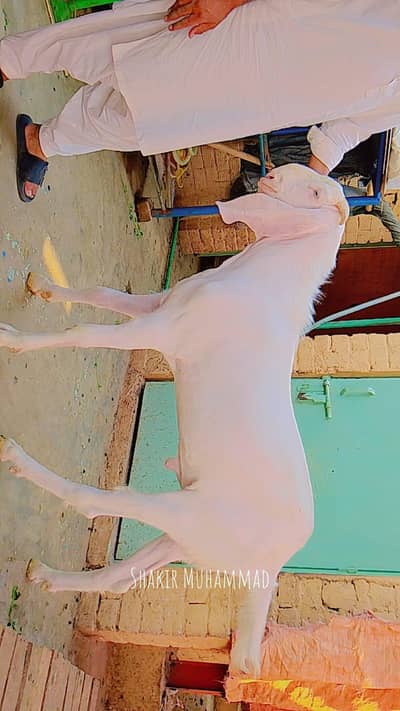 VIP Qurbani Bakray 2 to 4 Dant for Sale in Model Town