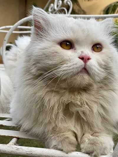 Persian triple coat female