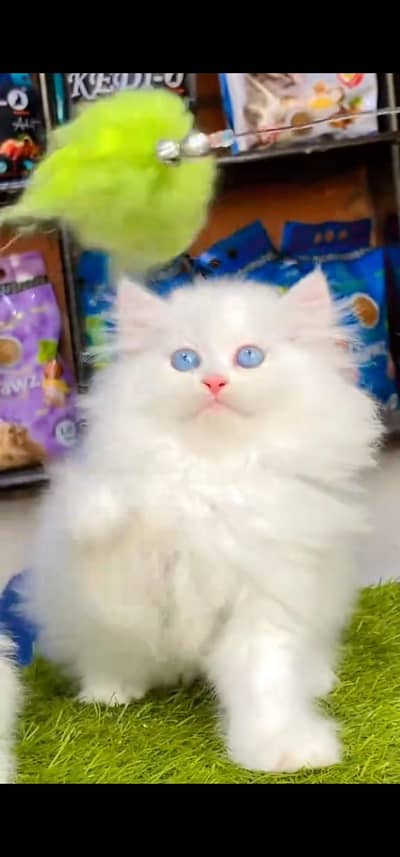 Quality Persian Punchface cat & kitten. moreWhatsApp 03094016734