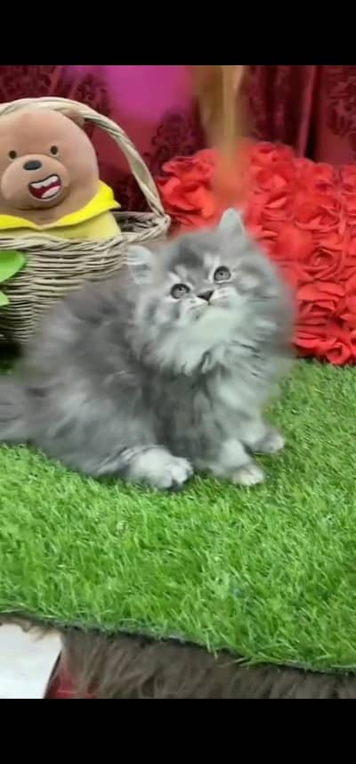 Quality Persian Punchface cat & kitten. moreWhatsApp 03094016734
