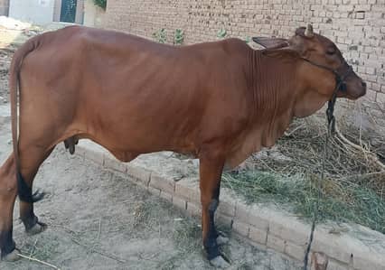 Cow For Qurbani