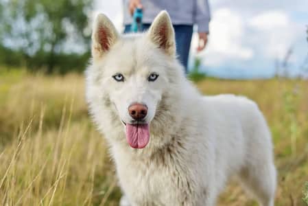 Rare white Siberian husky female for sale