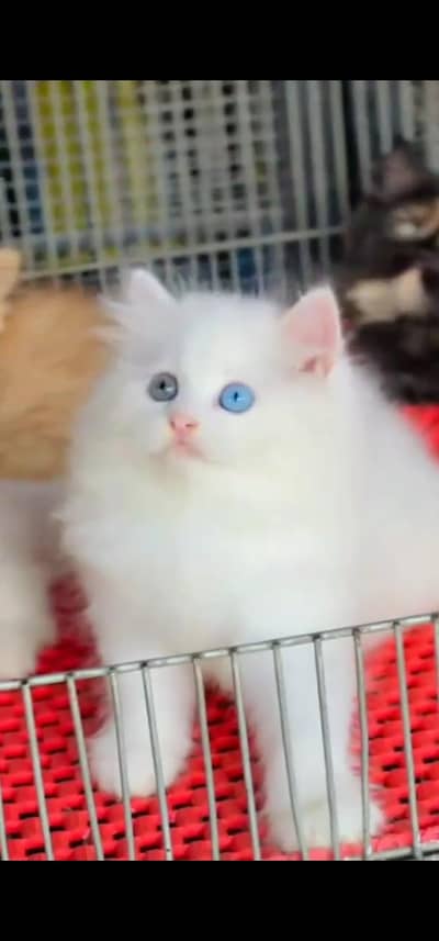 Quality Persian Punchface cat & kitten. moreWhatsApp 03094016734