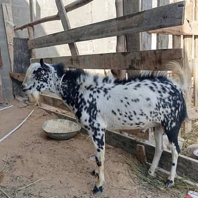 Bakry 2 dant bakry qurbani ky lye