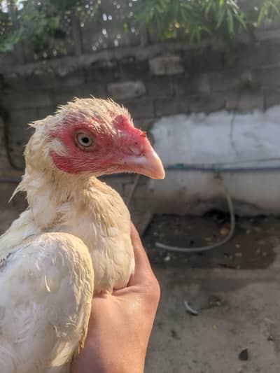 Nayab birds
