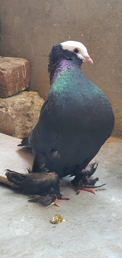 pigeon Mukhi long tail