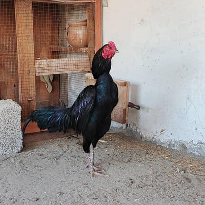 black aseel