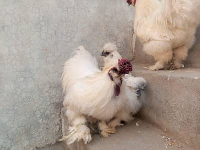 white silke 2 murgay 1 murgi available