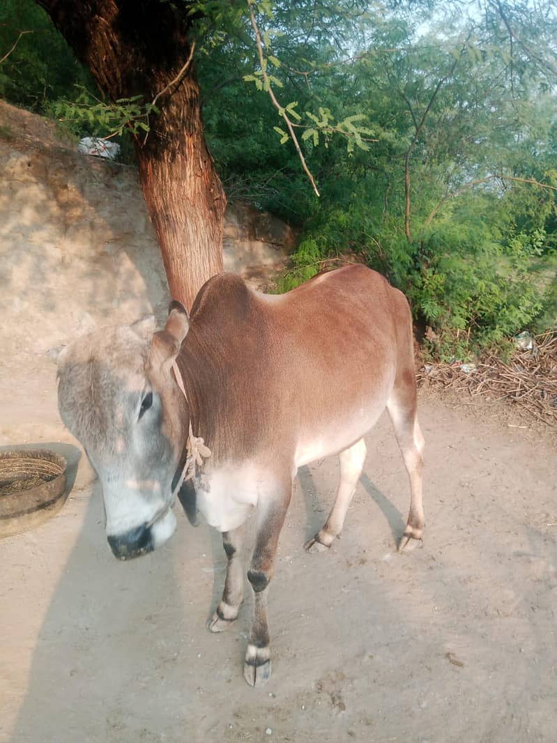 قربانی کا جانور جس کو  چاہیے رابطہ کرے 0