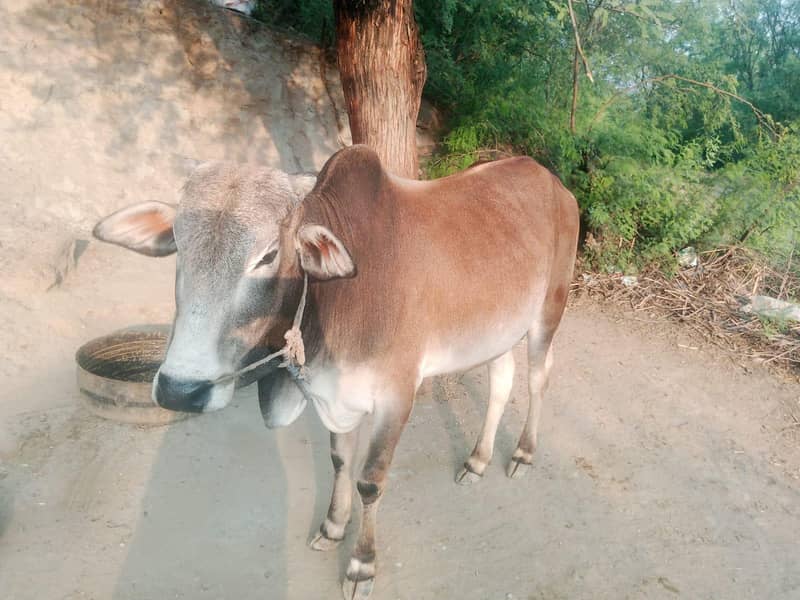 قربانی کا جانور جس کو  چاہیے رابطہ کرے 2