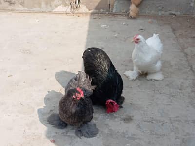 Bantam Breeder Trio For Sale