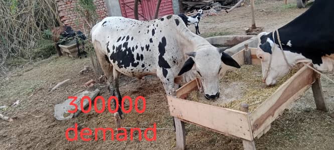 qurbani 2026