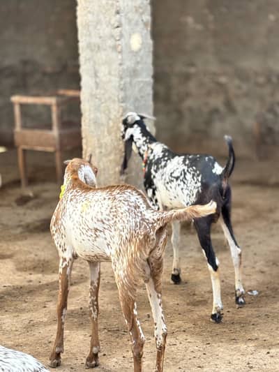 Qurbani Bakras premium quality