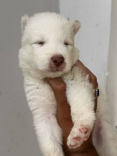 siberian husky puppies