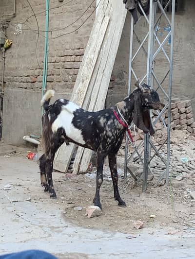 Bakra for sale