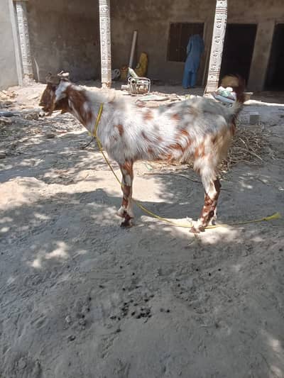 Goats for Sale (2 Daant)