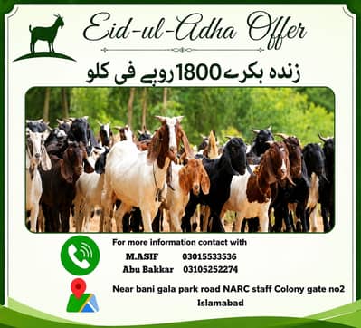 Goat / Bakra / Healthy Goats / Desi / / Bkary / 1800 kg Goats for sale