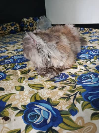 cats pair Persian for sale