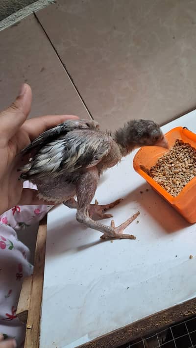Aseel chicks