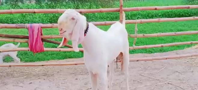 Qurbani ke liye Bakra For Sale _ 03704685463