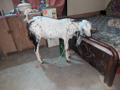Bakra bade kad wala