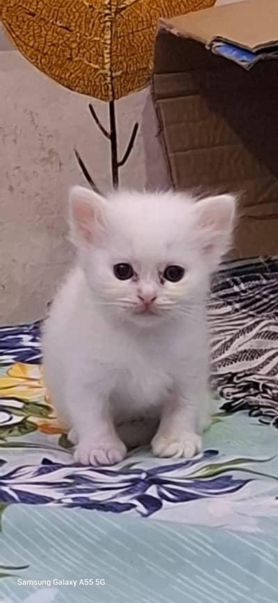 Persian Kittens for Sale