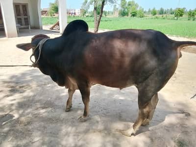 Bulls pair for Qurbani
