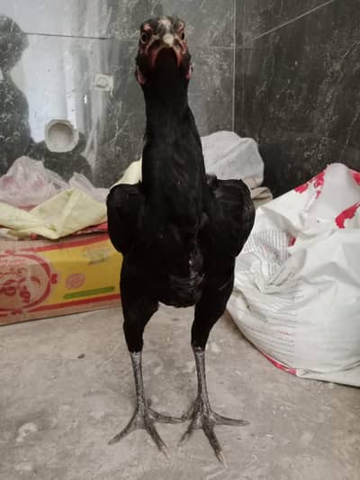 aseel hens
