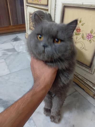 triple coat Persian cat pair