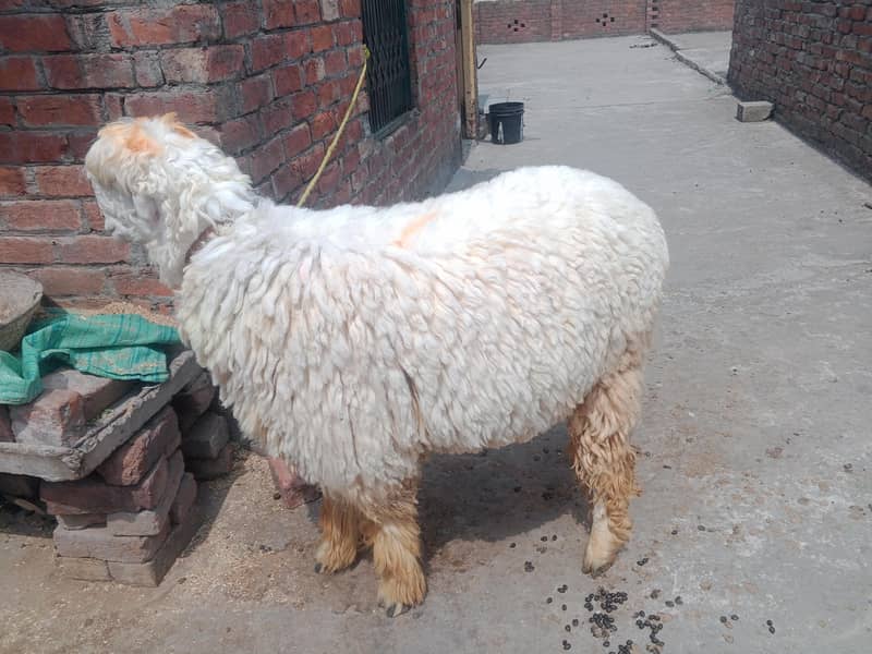 goat do daant 0