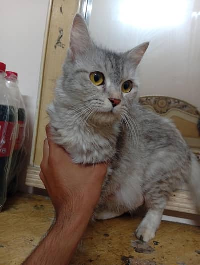 Triple coat Persian cat pair