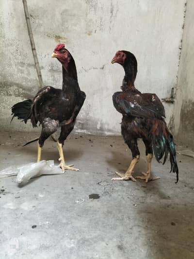 pure home breed aseel