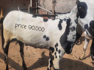 Qurbani ke Bakree Call 0322. . . . . 86,,,99,,525 , 3 se 4 Bakree hai