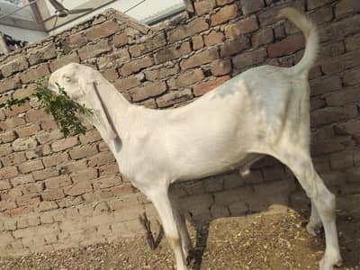 Qurbani ka 2 dant khobsorat bakra.   03085845569 WhatsApp