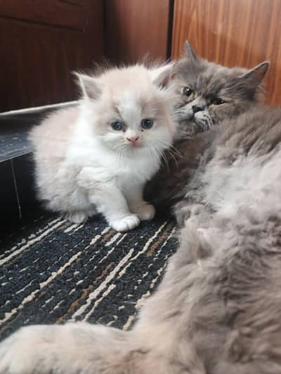 Persian kittens for sale