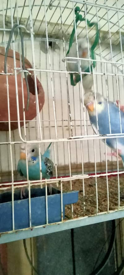 Australian Parrots