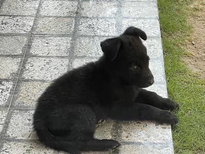 Black german shepherd pair for sale . Parents available .