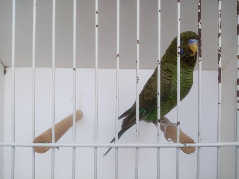 Size working / Undersize Combo Male 1