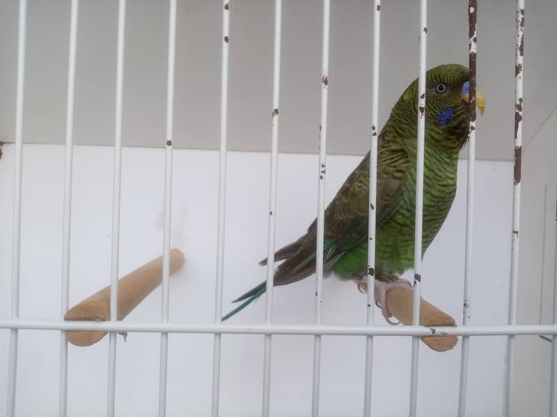 Size working / Undersize Combo Male 2