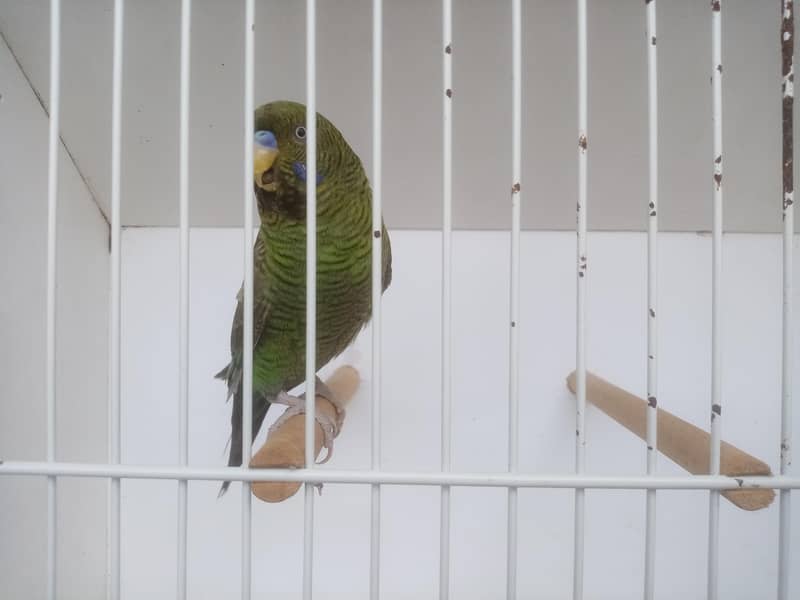 Size working / Undersize Combo Male 3