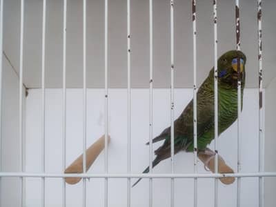 Size working / Undersize Combo Male