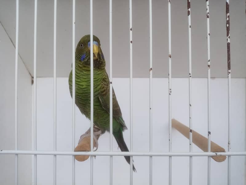 Size working / Undersize Combo Male 4