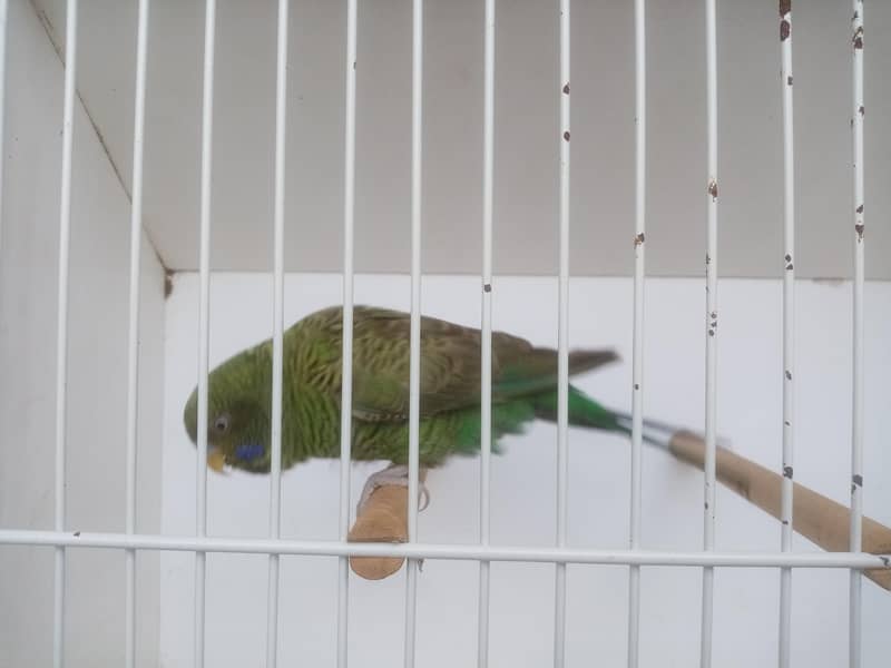 Size working / Undersize Combo Male 5