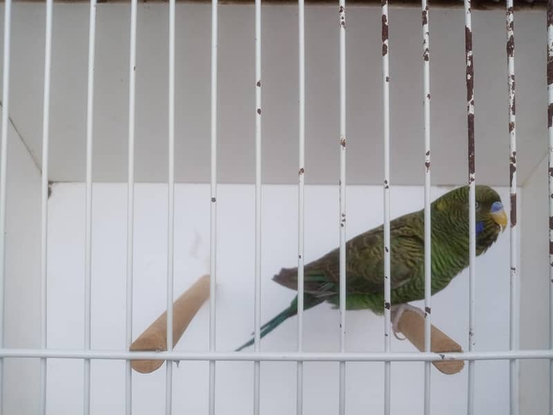 Size working / Undersize Combo Male 6