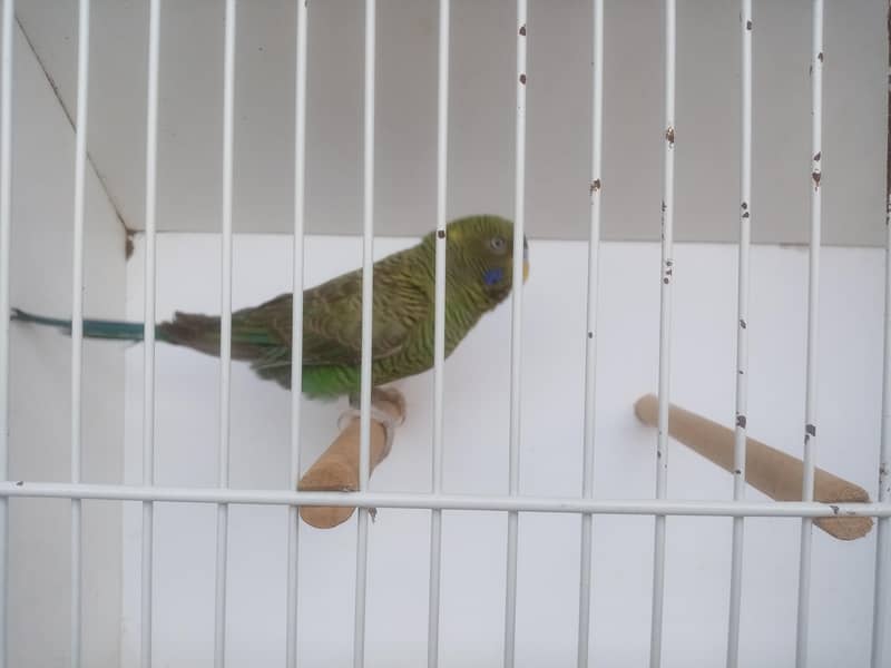 Size working / Undersize Combo Male 7