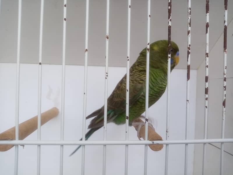 Size working / Undersize Combo Male 8