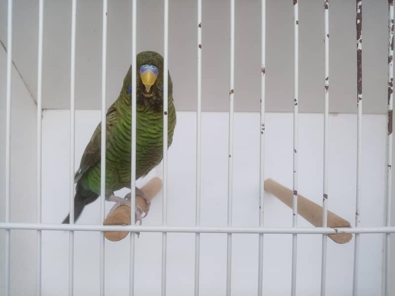 Size working / Undersize Combo Male 9