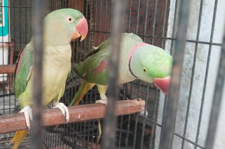 Raw parrots pair